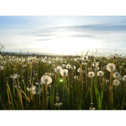 Mediocre Silk Shirt fr-FR